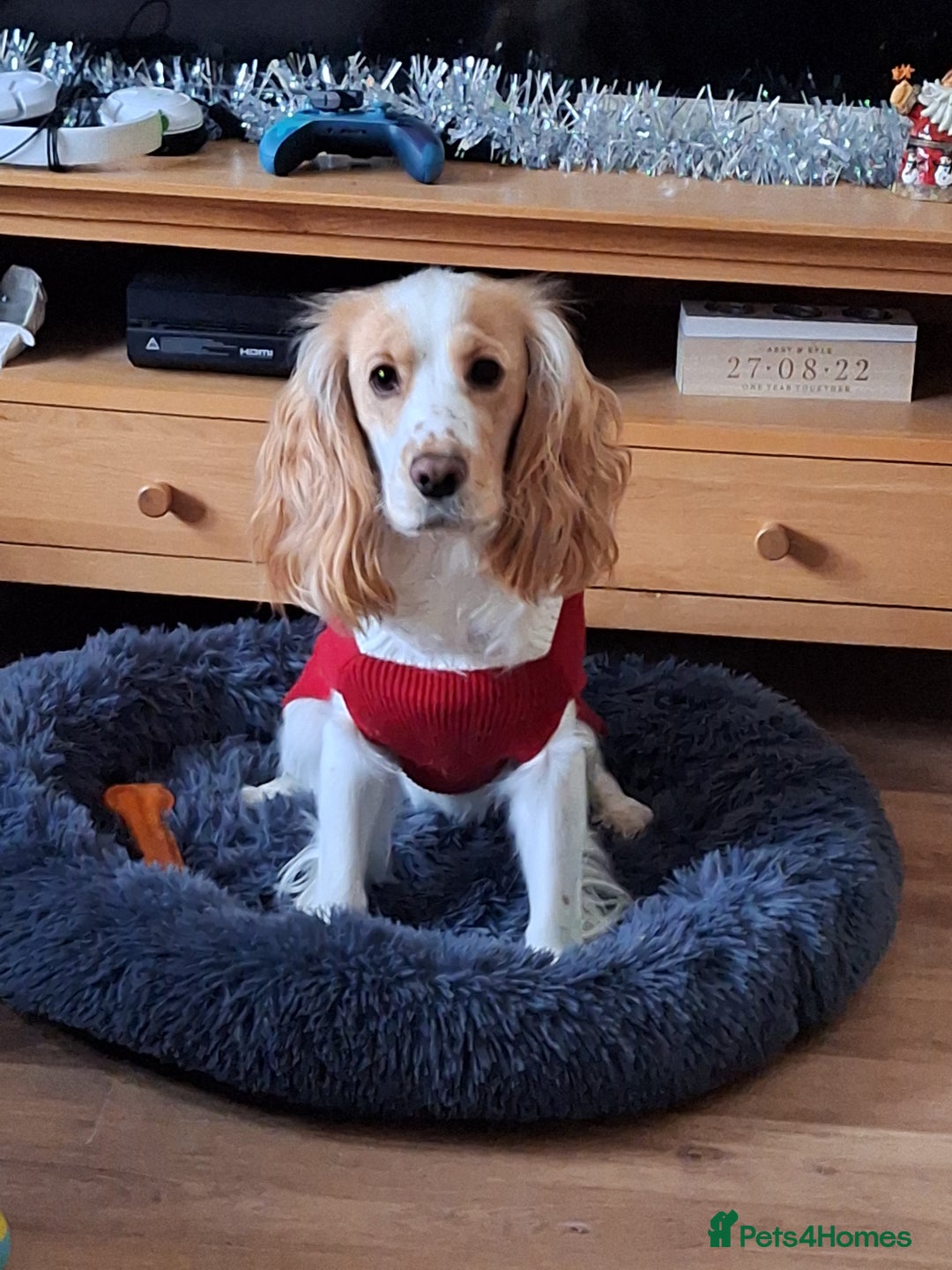 Cocker Spaniel dogs for sale: Male cocker spaniel 2years old  - Advert 4