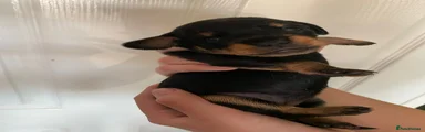 Mixed Breed Puppy 5
