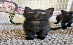 British Shorthair cats for sale: Beautiful male British short hair cross kittens  - Image 6