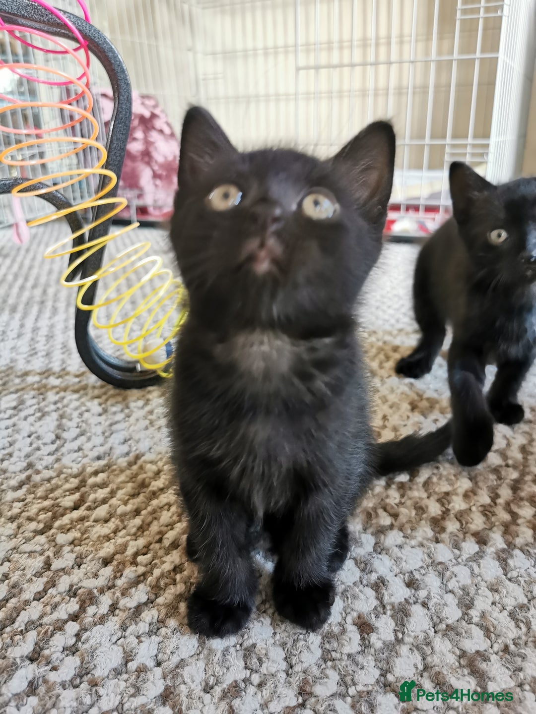 British Shorthair cats for sale: Beautiful male British short hair cross kittens  - Image 6