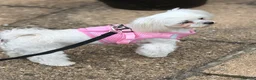Maltese dogs for sale: Female Korean Maltese age4 SPAYED - Advert 8