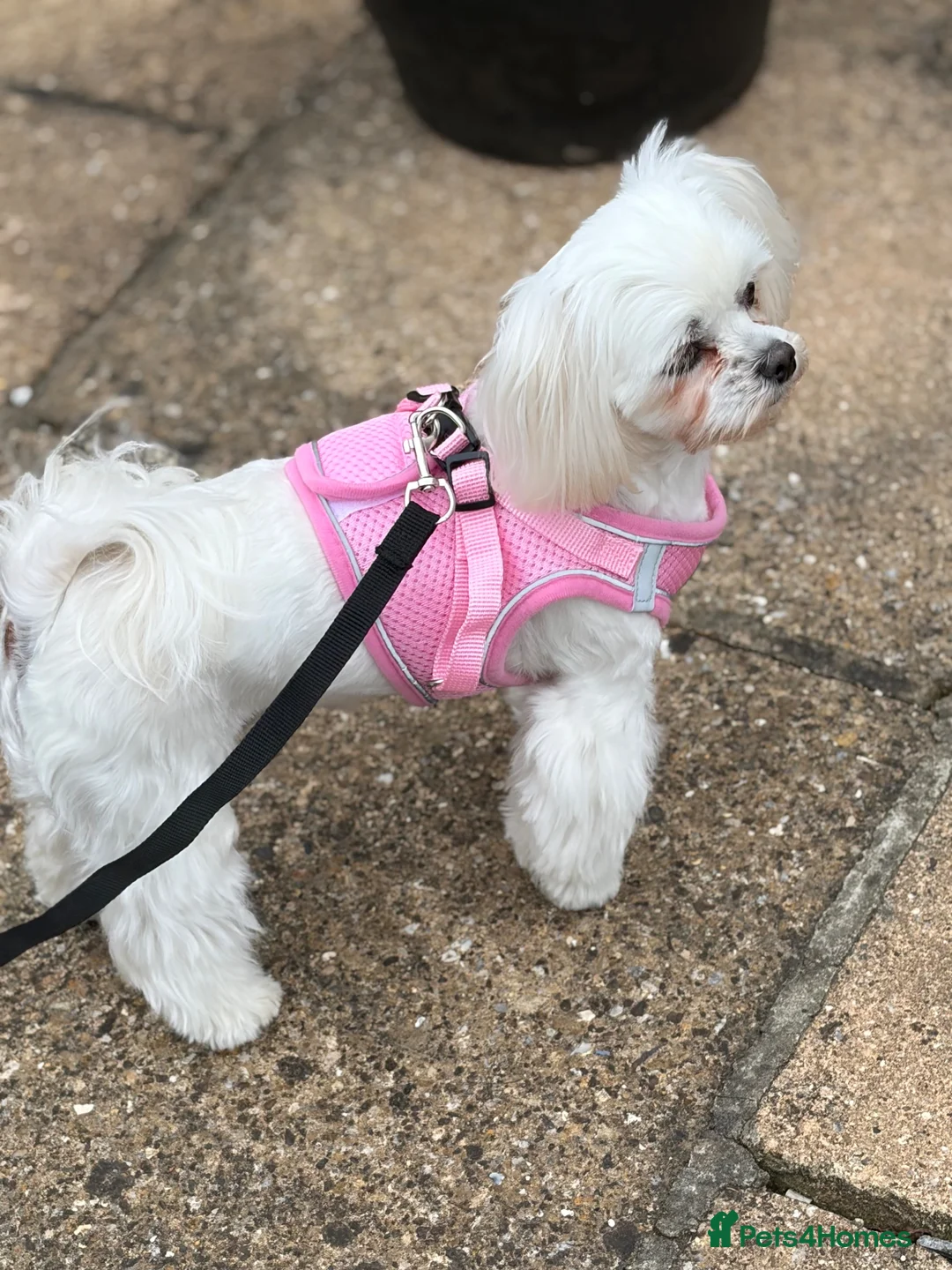 Maltese dogs for sale: Female Korean Maltese age4 SPAYED - Advert 8