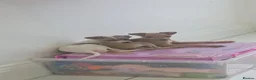 Italian Greyhound dogs for sale: Italian greyhound in Hartlepool - Advert 7