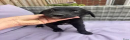 Mixed Breed dogs for sale: READY NOW pups for sale  - Advert 3