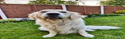Golden Retriever dogs for sale: KC Golden Retriever Puppies 1x GIRL LEFT   - Advert 4