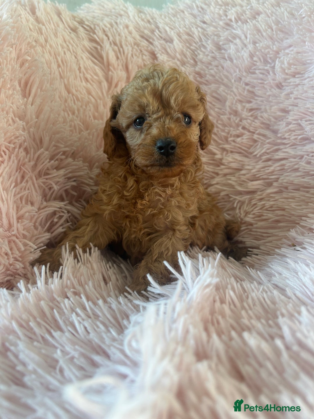 Toy Poodle dogs for sale: Beautiful Toy Poodles  - Image 12