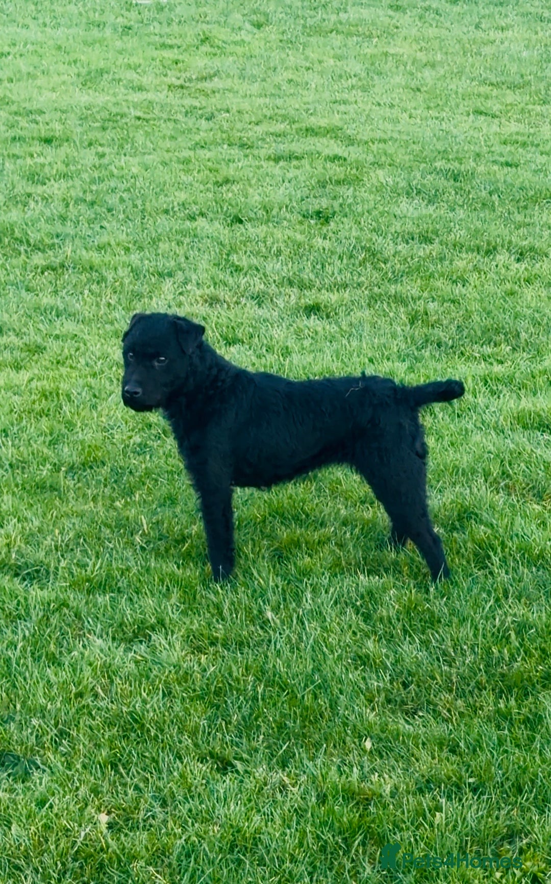 Patterdale Terrier dogs for sale: Beautiful black girl  - Advert 8