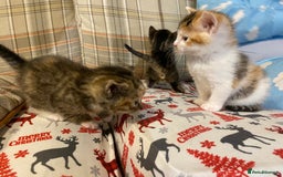 Mixed Breed cats for sale: Male tabby and Calico female  - Advert 16