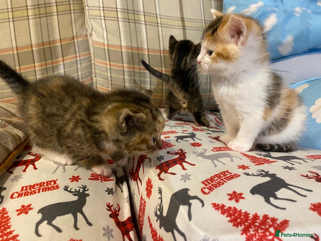 Mixed Breed cats for sale: Male tabby and Calico female  - Advert 16