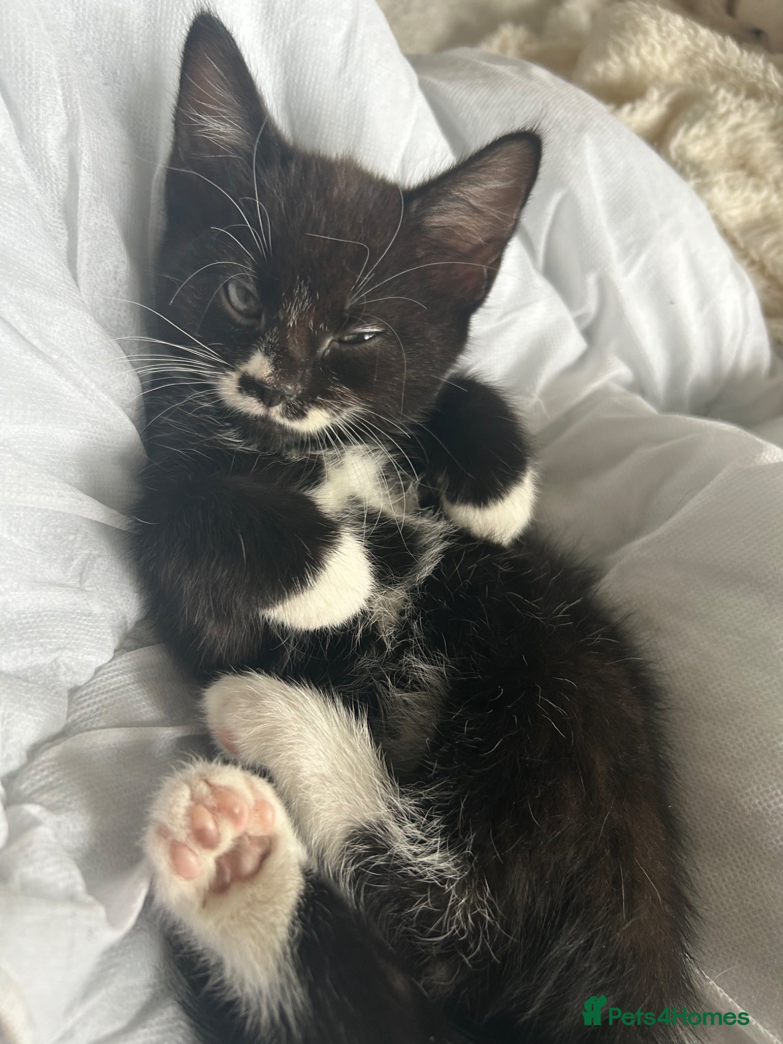 Mixed Breed cats black and white kittens  - Advert 11