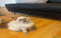 Ragdoll cats for sale:  Ragdoll kittens  - Image 8