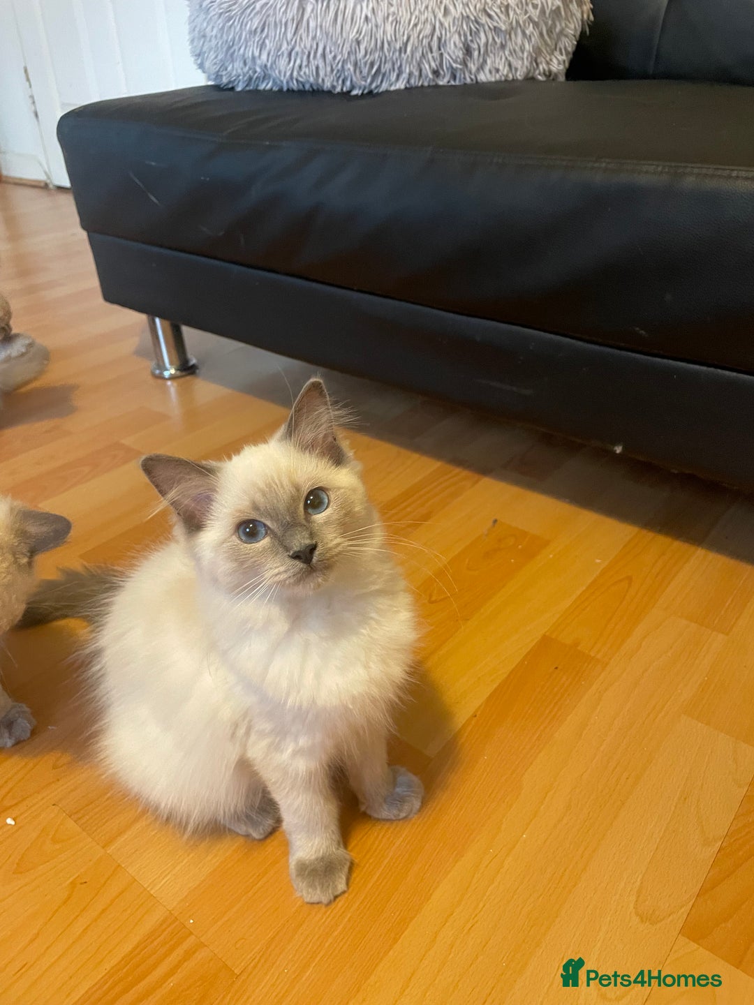 Ragdoll cats for sale:  Ragdoll kittens  - Image 8
