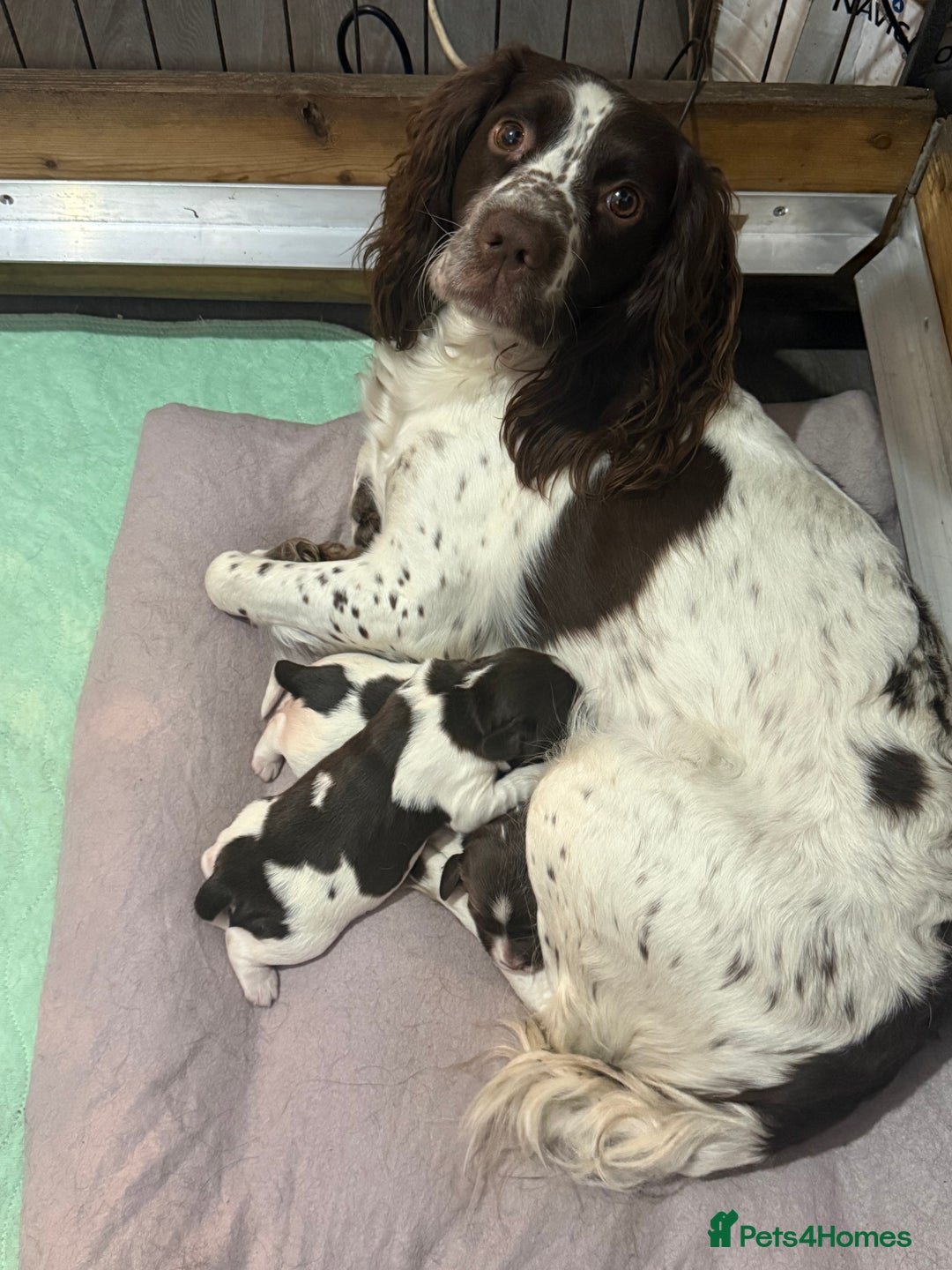 English Springer Spaniel dogs for sale: English Springer Spaniel Puppies - Advert 8