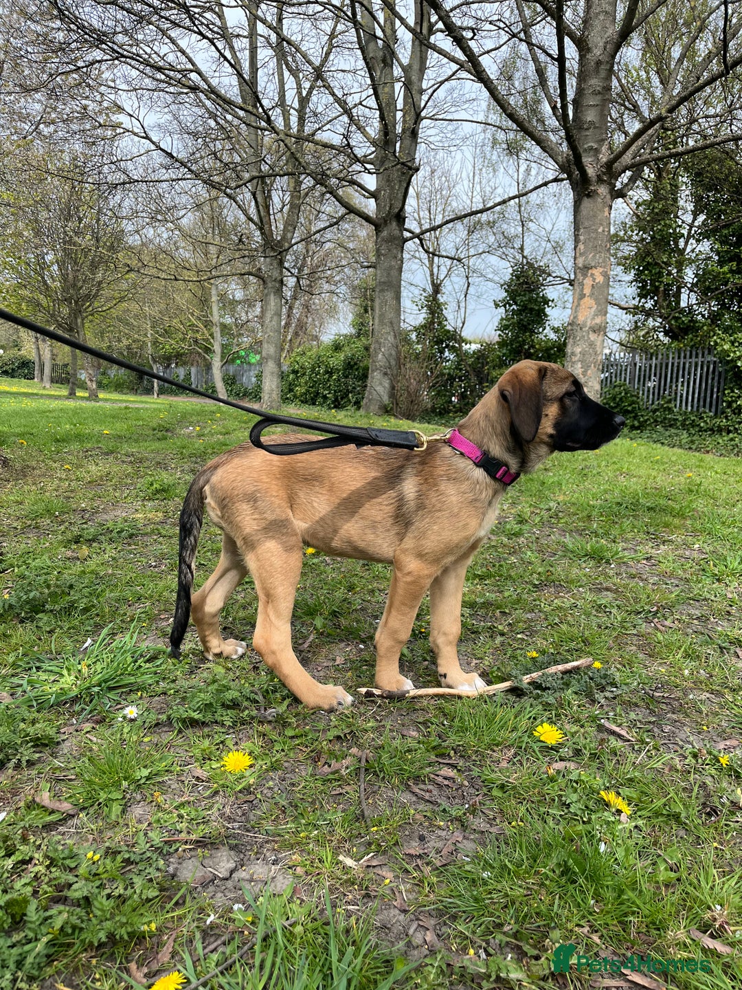 Mixed Breed dogs for sale: Belgian Malinois / Turkish Kangal / Cane Corso - Image 28