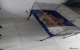 Guinea Pig rodents for sale: Guinea Pig [male] * FREE FOR COLLECTION *  - Image 4
