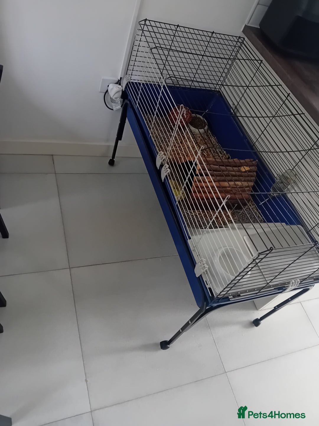 Guinea Pig rodents for sale: Guinea Pig [male] * FREE FOR COLLECTION *  - Image 4