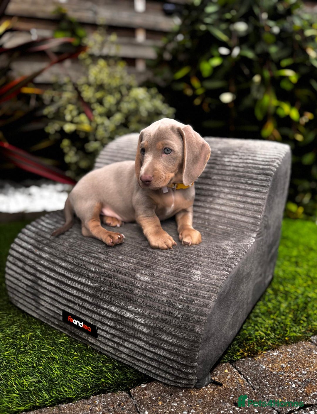 Miniature Dachshund dogs for sale: 💗 READY TO LEAVE - K.C MINIATURE DACHSHUND 💗 - Image 28