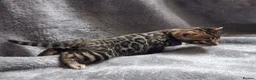 Bengal cats for sale: Traditional brown Bengal - Advert 11