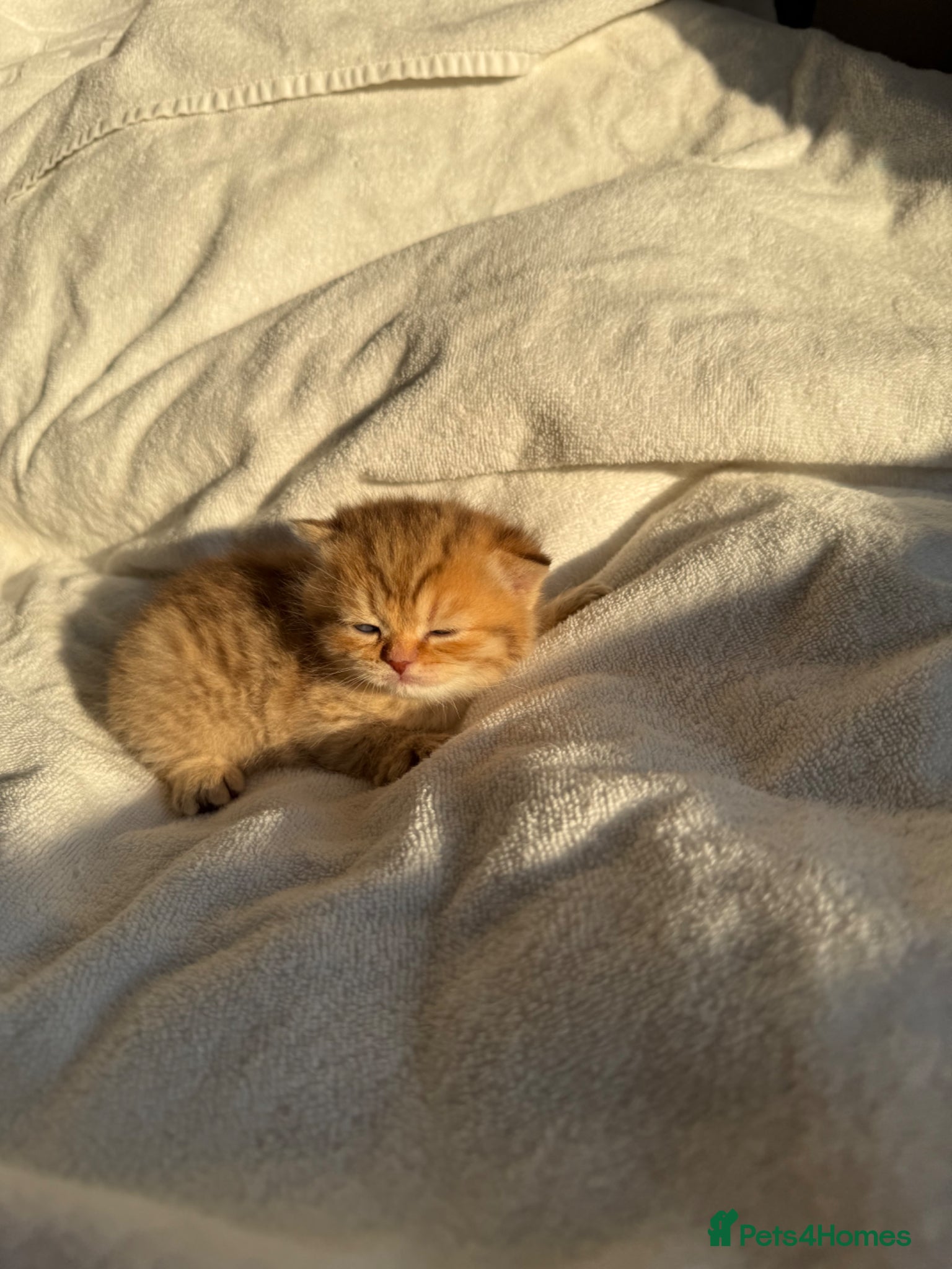 Scottish Fold cats Stunning Scottish fold/Scottish straight kittens🥰 - Advert 1