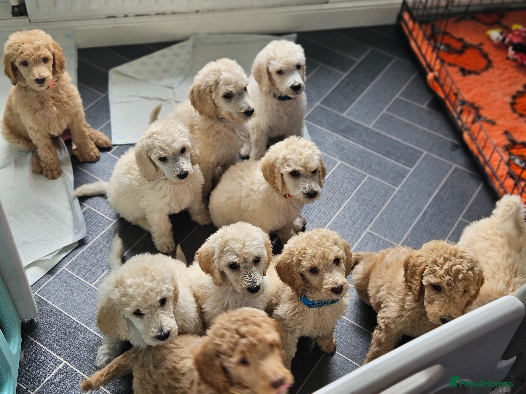 Standard Poodle dogs 🩵Standard poodle boys🩵 - Advert 2