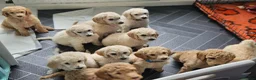 Standard Poodle dogs for sale: 💙Ready Now💙KC Registered Standard Poodle Boys 💙 - Advert 5