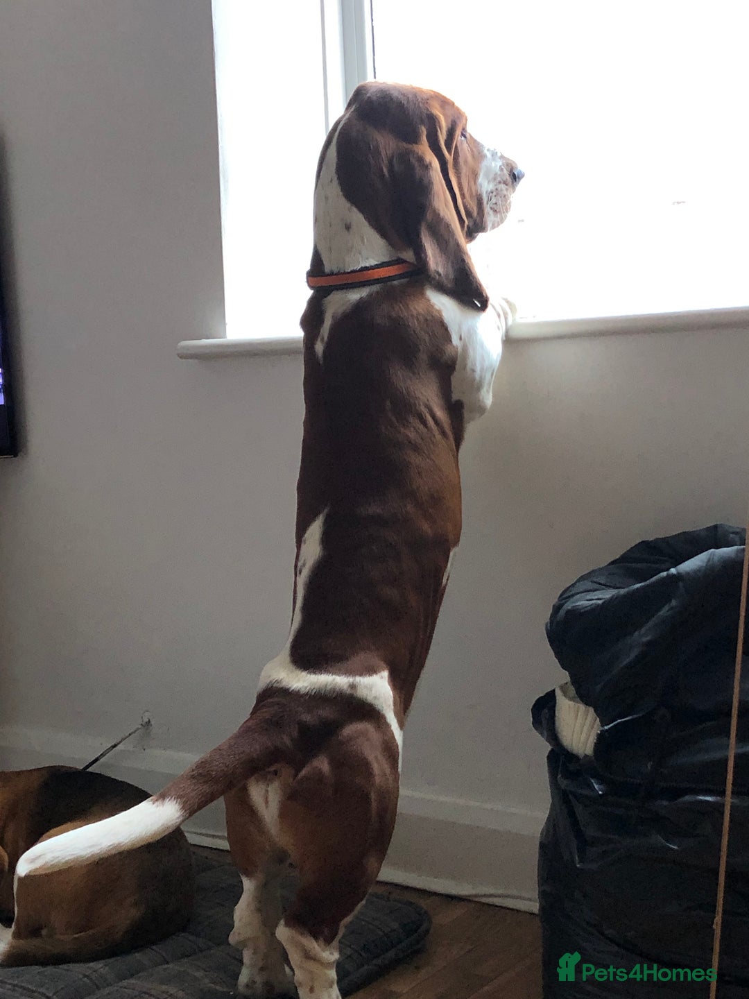 Basset Hound dogs for sale: Finnish dog - Advert 7