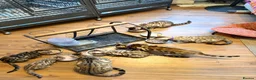 Bengal cats for sale: TICA, GCCF Champion Bloodline Bengal Kittens in London - Advert 39