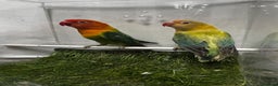 Lovebirds birds for sale: Beautiful mutation fisher opline lovebirds   - Advert 14