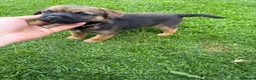 Border Terrier dogs for sale: Border terrier puppies  - Advert 11