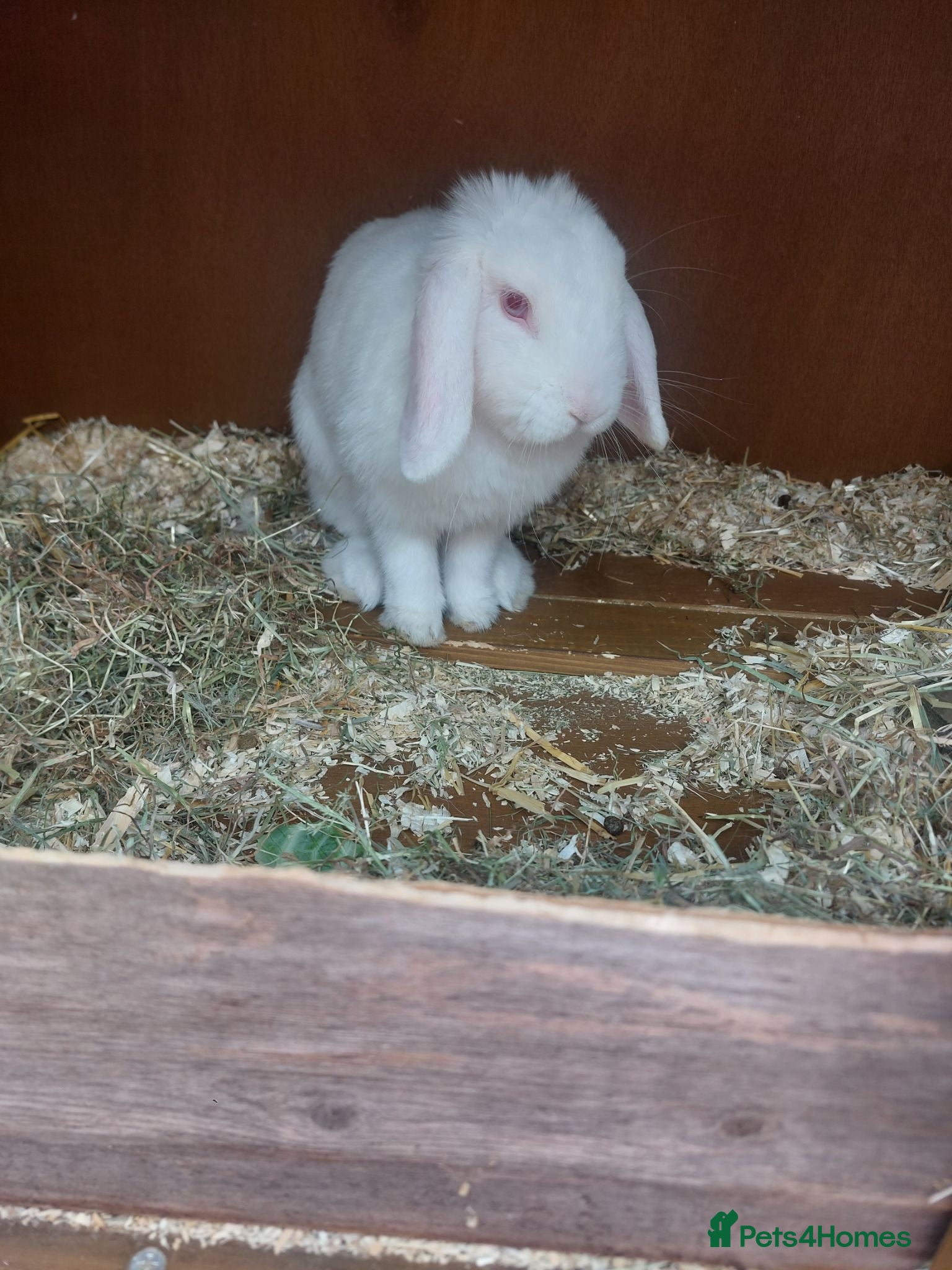 English Lop rabbits Pure bread lop  - Advert 11