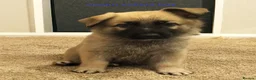 German Shepherd dogs for sale:  German shepherd pups for sale - Advert 1
