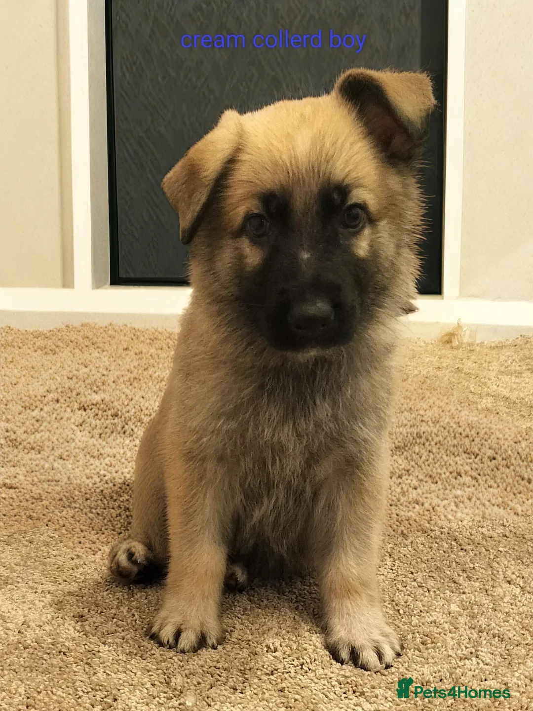 German Shepherd dogs for sale:  German shepherd pups for sale - Advert 1