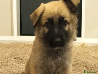 German Shepherd dogs German shepherd pups for sale - Advert 1