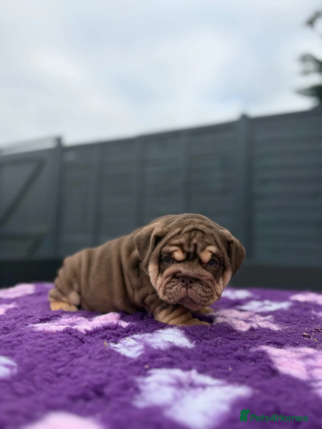 English Bulldog dogs for sale: *** TOP QUALITY ENGLISH BULLDOG PUPPIES *** in Stevenage - Advert 2
