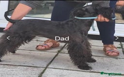 Miniature Schnauzer dogs for sale: Beautiful miniature shnauzers  - Image 3