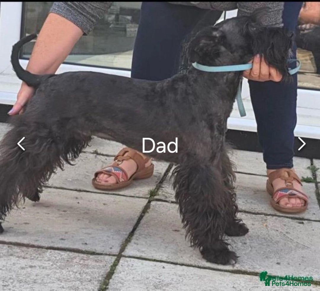 Miniature Schnauzer dogs for sale: Beautiful miniature shnauzers  - Image 3