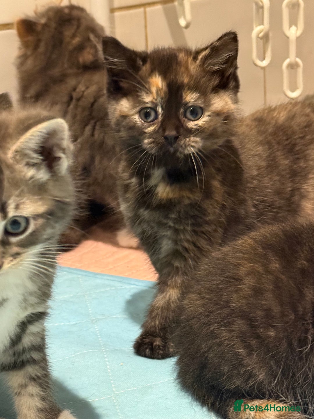 British Shorthair cats for sale: Beautiful 1/2 British Shorthair - Advert 10