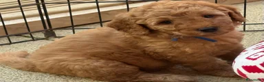 Blue male puppy 