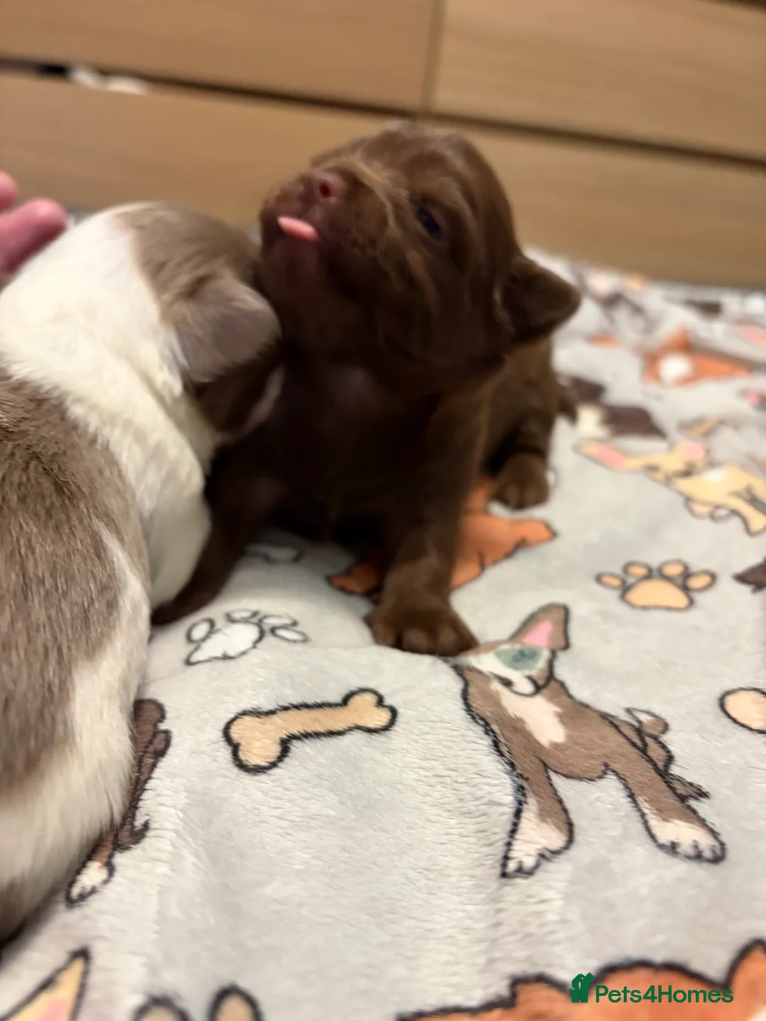 Chihuahua dogs for sale: One solid chocolate female chihuahua left!! ⭐️⭐️⭐️ - Advert 34