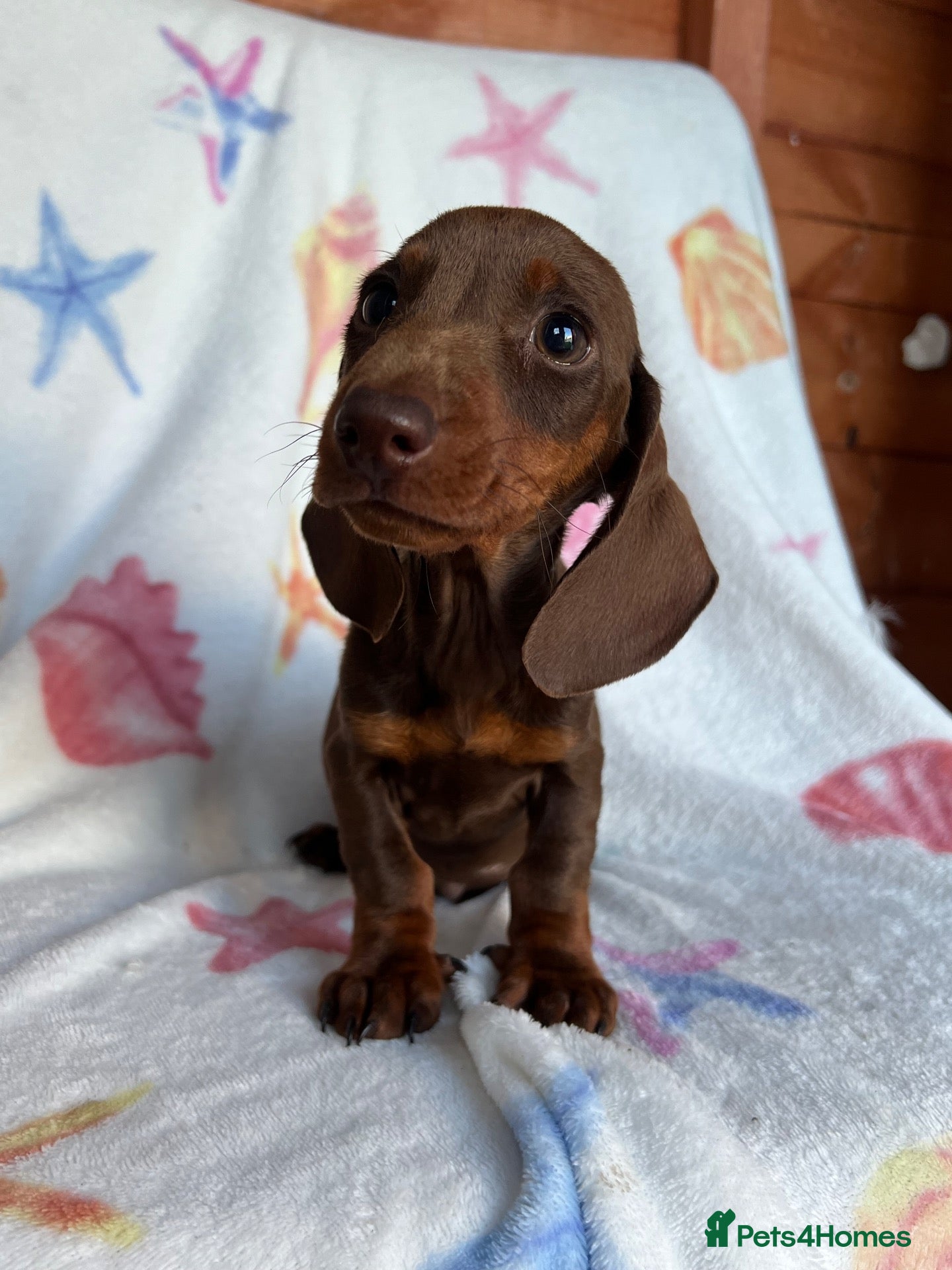 Dachshund dogs Miniature dachshund boy  - Advert 2