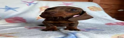 Dachshund dogs for sale: Miniature dachshund boy  - Advert 2
