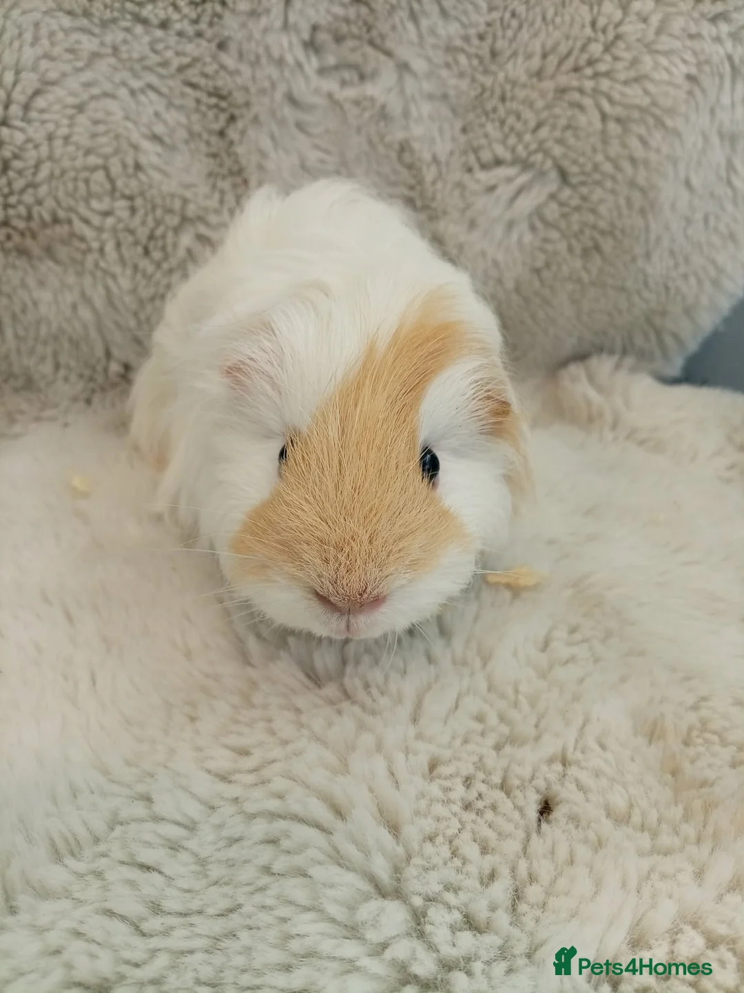 Guinea Pig rodents for sale: Guinea pigs - Advert 4
