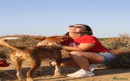 Portuguese Podengo dogs for adoption: “Can I please be part of your family?” - Image 12