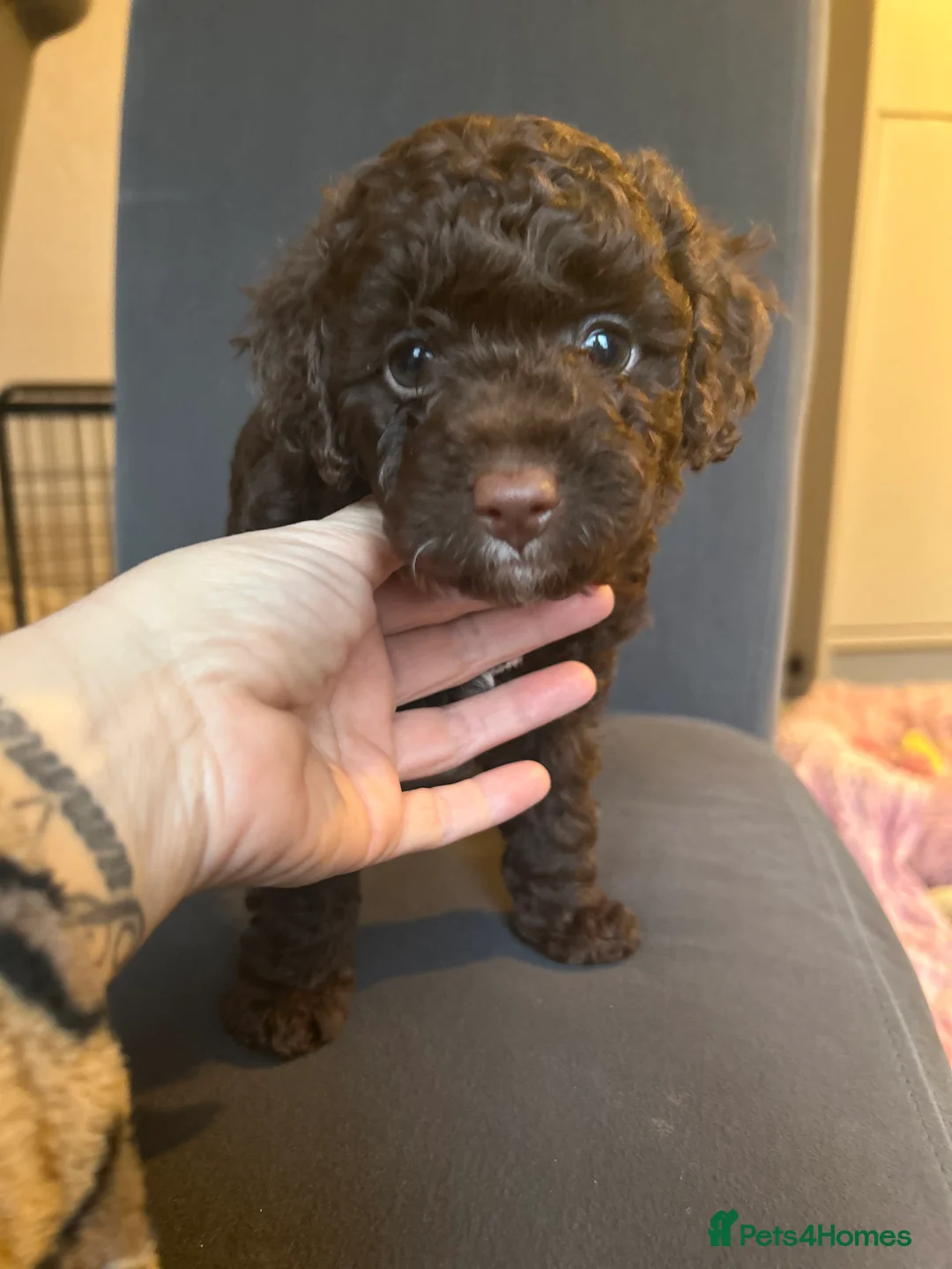 Cavapoo dogs for sale: Beautiful litter of 4 F1b toy cavapoo  in Cardiff - Advert 3