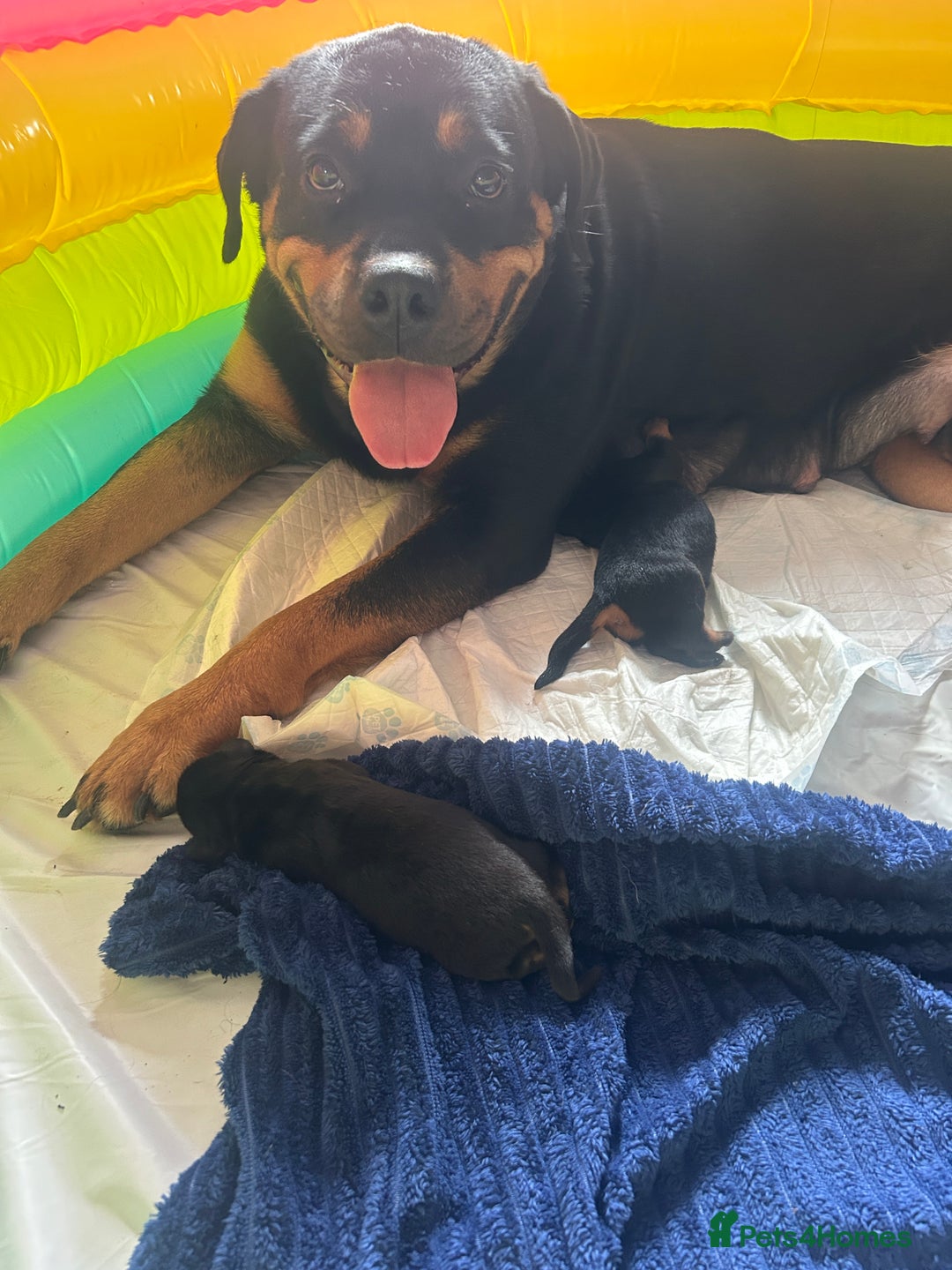 Rottweiler dogs for sale: Rottweiler puppies  - Image 1
