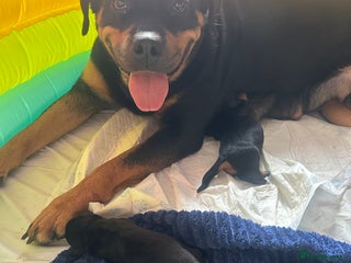 Rottweiler dogs for sale - Advert 1
