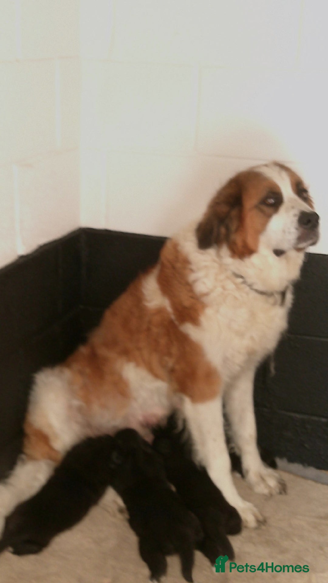 Newfoundland dogs for sale: Newfoundland X - Image 1