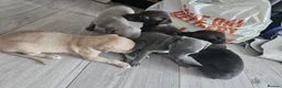 Mixed Breed dogs for sale: Whippet x Italian greyhound  in Bridport - Advert 1