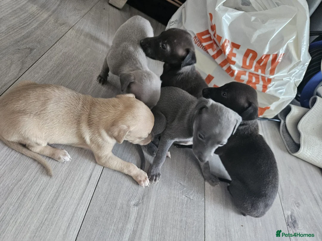 Mixed Breed dogs for sale: Whippet x Italian greyhound  in Bridport - Advert 1