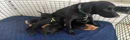 Labrador Retriever dogs for sale: DNA Clear KC Reg Exceptional Working Lines  - Advert 5